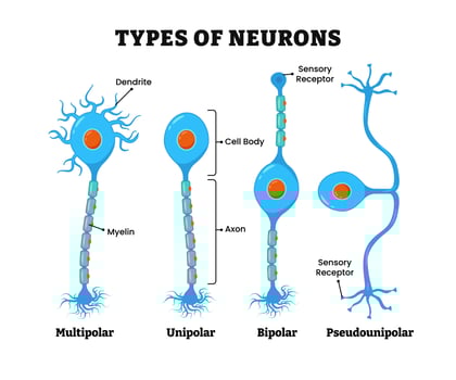 Different types of neurons explained visually vector
