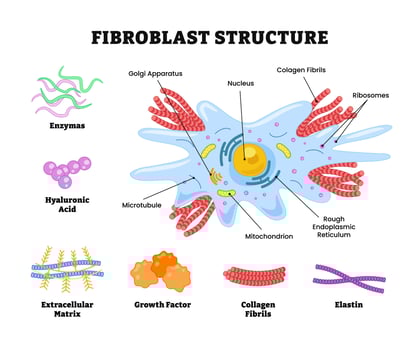 Fibroblast cell structure diagram vector