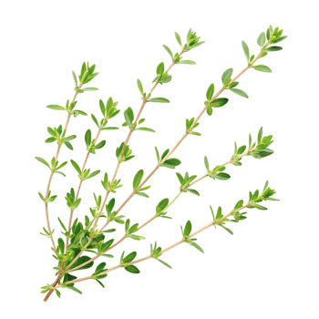 Floating composition of colorful thyme arranged in mid-air, isolated on transparent background png