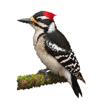 Detailed pixelated rendering of a woodpecker perched on a mossy branch isolated png