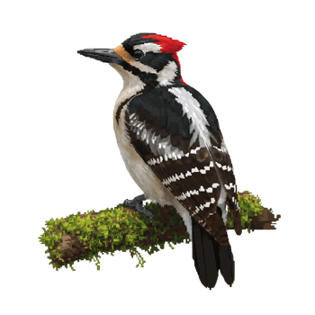 Isolated woodpecker portrait perched on mossy branch exhibiting intricate plumage details isolated png