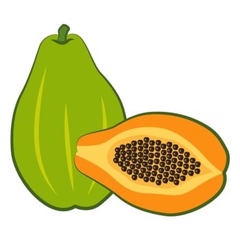 Illustration of papaya, whole fruit and half with seeds. Ripe whole papaya and halves with black seeds inside. vector