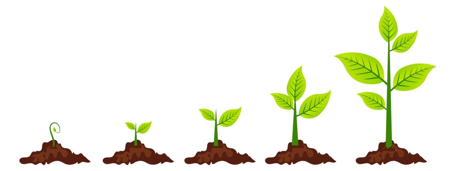 Plant Growth Stages Illustration of Sprout Development vector