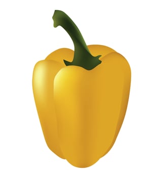 yellow pepper. One object vegetable bright yellow pepper on white background. vector