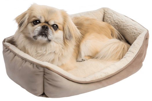 Pekingese dog relaxing in cozy plush bed, small fluffy breed resting isolated, pet lifestyle concept png