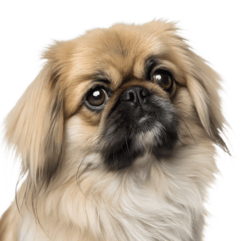 Adorable pekingese puppy looking up with big round eyes, fluffy small dog breed isolated png