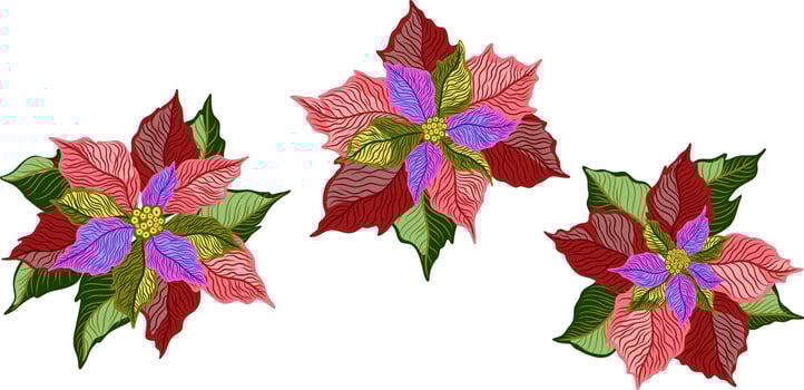 three poinsettia flowers are shown on a white background vector