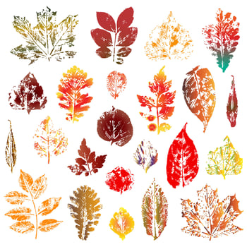 Colorful autumn leaves imprints set isolated on white background vector