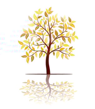 Autumn tree with shadow on white background vector