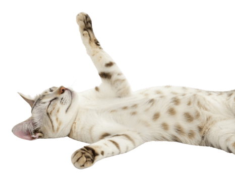 Bengal cat lying relaxed with eyes closed showing spotted fur pattern and stretched paws in peaceful pose png