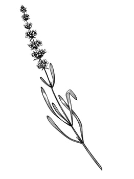 Vintage black and white illustration of a blooming Lavender branch with flowers. Hand drawn botanical linear drawing for herbal, aromatherapy, cosmetic, and culinary projects. Engraving for recipe. vector