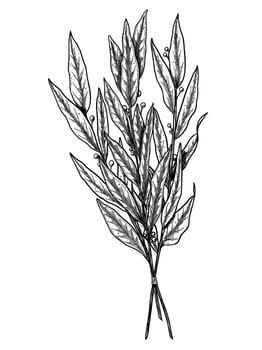 Vintage black and white illustration of a bunch of Laurel leaves with berries tied together. Hand drawn botanical drawing of Bay Leaves branch for culinary, herbal, and medicinal design. vector