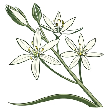 A white flower with green leaves and a stem vector