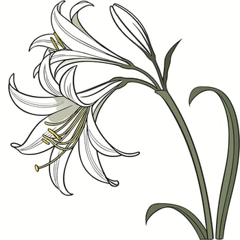 A lily flower is shown in this illustration vector