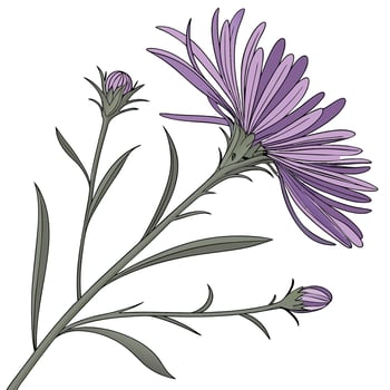 A purple flower with green leaves is shown vector