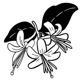 Black and white flowers on a white background vector