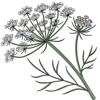 A drawing of a plant with leaves and flowers vector