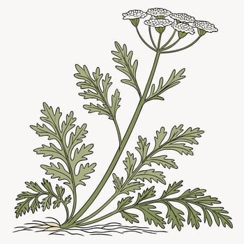 A drawing of a plant with leaves vector