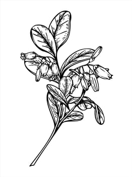 Flowering lingonberry branch with leaves and blossoms monochrome line art black ink sketch. Wild berry bush with flowers for Nordic designs, organic product packaging, botanical art vector