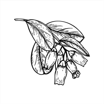Blooming blueberry branch with flowers and leaves monochrome isolated illustration painted by black inks. Small flowers on growing berry bush sketch for botanical design, Nordic decor. vector