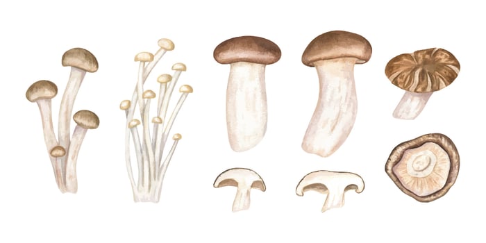 Illustration of different edible mushrooms vector