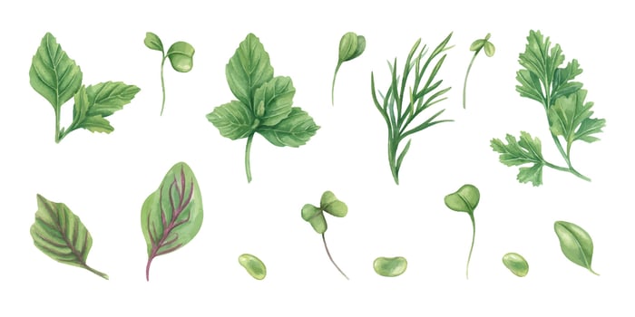 Variety of fresh green herbs vector