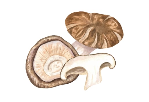 Illustration of different types of mushrooms vector