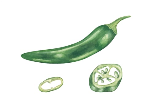 Green chili pepper and slices vector