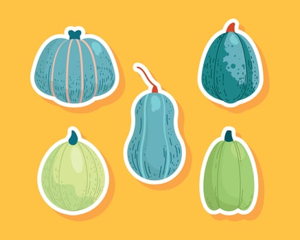 colorful pumpkins and squash illustrations vector