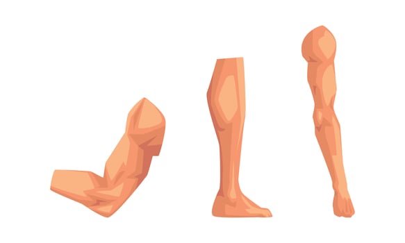 Body Parts with Biceps Muscle, Arm and Leg Set vector