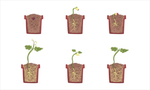 Plant growth stages in pots vector