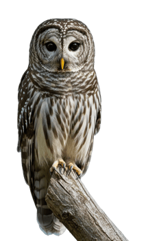 Majestic owl perched on a branch forest habitat wildlife nature's beauty. png