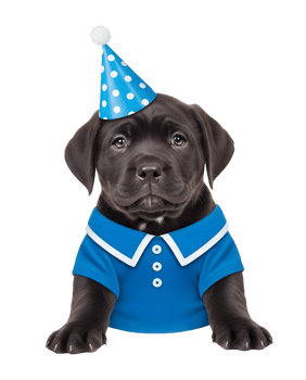 Black Labrador puppy in blue shirt and party hat isolated on transparent background png
