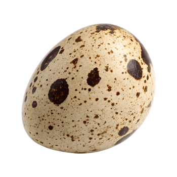 Speckled quail egg isolated png