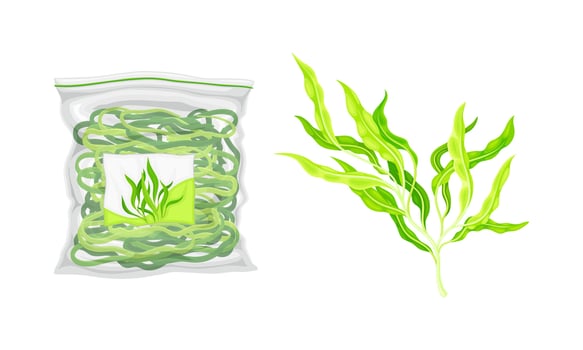 Spirulina plant organic products set. Dried and fresh dietary supplement illustration vector