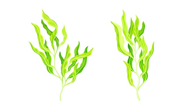 Green spirulina seaweed plant. Organic healthy product, dietary supplement illustration vector