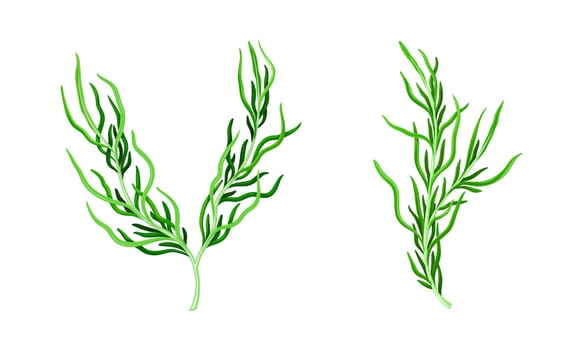 Algae marine seaweed plants set. Organic dietary supplement illustration vector