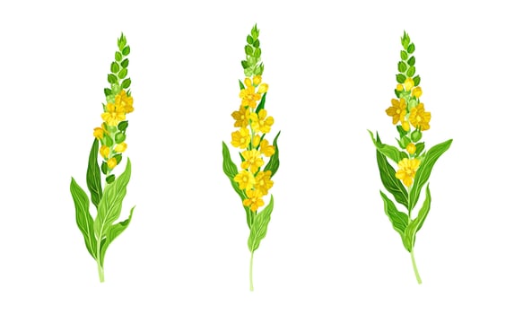 Blooming mullein plants. Wild meadow plant with yellow florets illustration vector