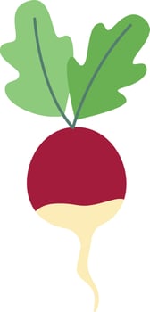 Radish Vegetable Icon vector