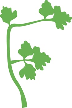 F Letter Parsley vector