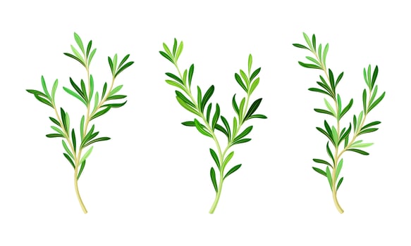 Rosemary plant twigs set. Fragrant spice herb branches illustration vector