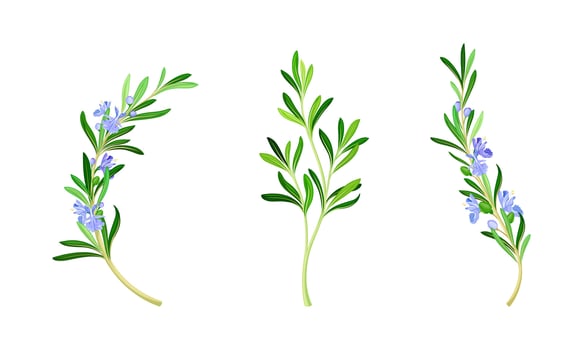 Collection of rosemary plant flowering twigs. Fragrant spice herb illustration vector