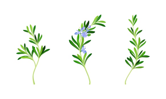 Collection of rosemary plant twigs. Fragrant spice herb sprigs with green leaves illustration vector