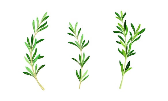 Rosemary plant twigs. Fresh aromatic herb sprigs with green leaves illustration vector
