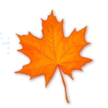 orange maple leaf illustration vector