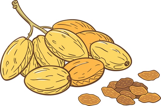 Realistic Raisins on Stem Illustration Fresh Raisins Cluster Artwork vector