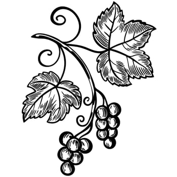 Grapevine branch with leaves and ripe grape clusters hand drawn botanical illustration, nature plant art vector