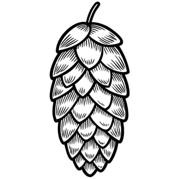 Detailed hand drawn hop cone illustration botanical plant element, beer brewing ingredient with vintage engraved vector