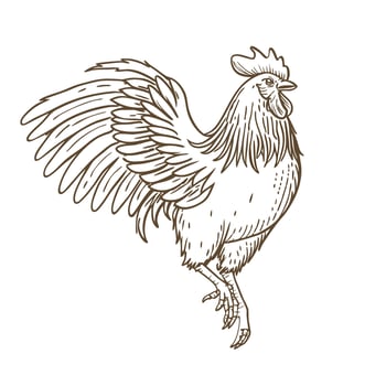 Majestic rooster crowing with wings spread farm animal sketch, rural agriculture symbol, vintage bird illustration vector