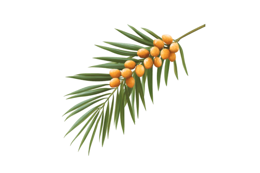 Sea Buckthorn Branch with Orange Berries on Green Leaves png